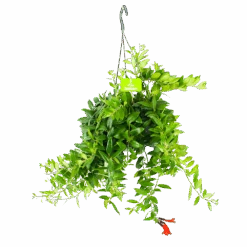 Aeschynanthus Caroline - Lipstickplant - In Hangpot - P15 H25 - Kamerplant