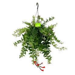 Aeschynanthus Caroline - Lipstickplant - In Hangpot - P17 H40 - Kamerplant