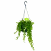 Aeschynanthus Japhrolepis - Lipstickplant - In Hangpot - P15 H20 - Kamerplant