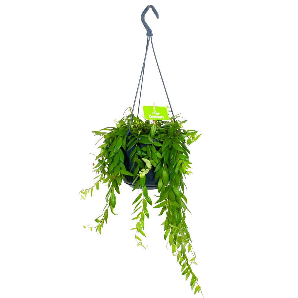 Aeschynanthus Japhrolepis - Lipstickplant - In Hangpot - P15 H20 - Kamerplant