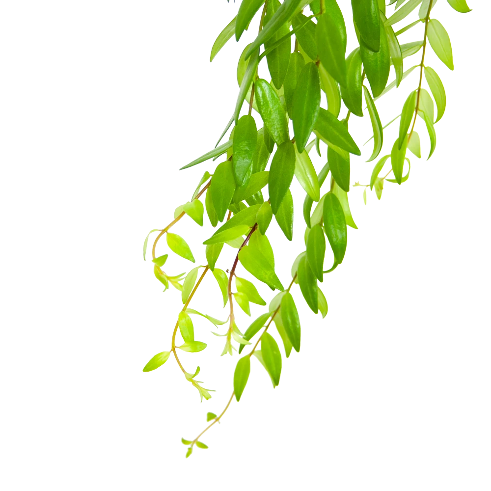 Aeschynanthus Japhrolepis - Lipstickplant - In Hangpot - P15 H20 - Kamerplant - Afbeelding 3