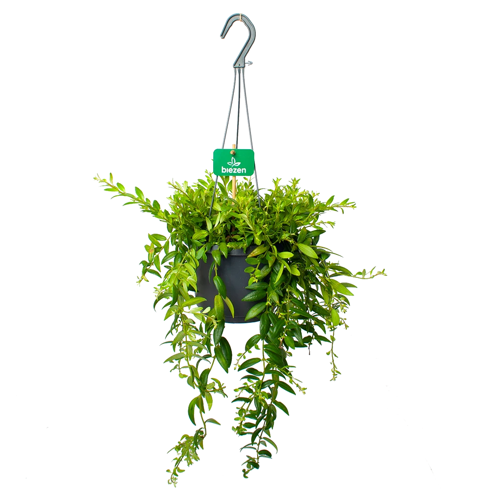 Aeschynanthus Japhrolepis - Lipstickplant - In Hangpot - P17 H50 - Kamerplant