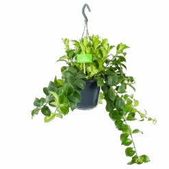 Aeschynanthus Monalisa - Lipstickplant - In Hangpot - P15 H20 - Kamerplant