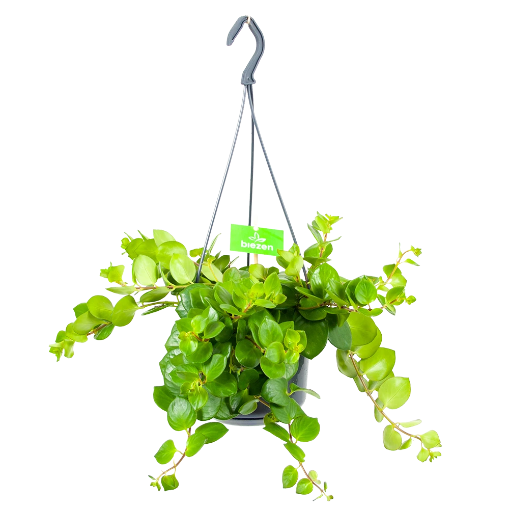 Aeschynanthus Pink Polka - Lipstickplant - In Hangpot - P15 H20 - Kamerplant