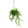 Aeschynanthus Twister - Lipstickplant - In Hangpot - P15 H20 - Kamerplant