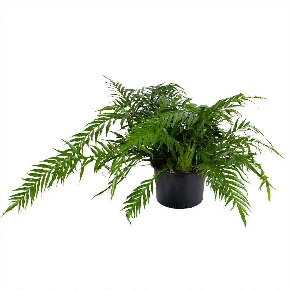 Aglaomorpha Jim - P37 H75 - Kamerplant