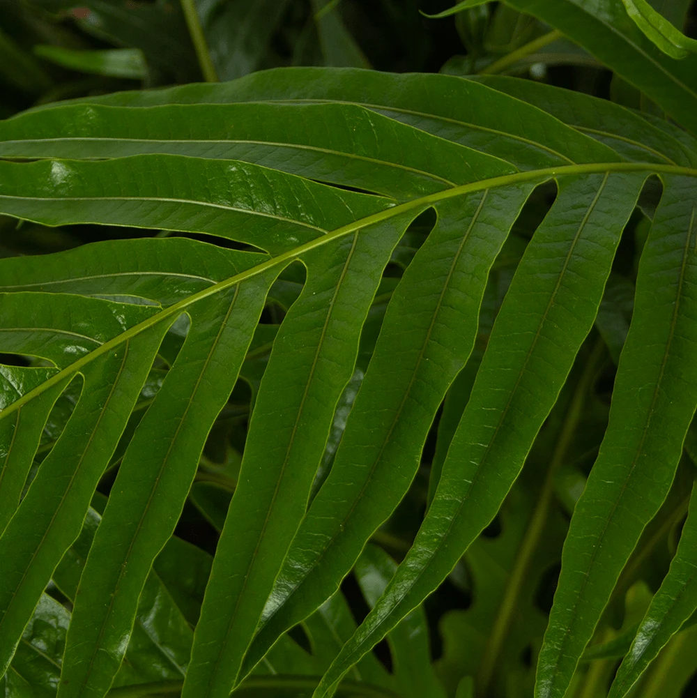 Aglaomorpha Jim - P37 H75 - Kamerplant - Afbeelding 2