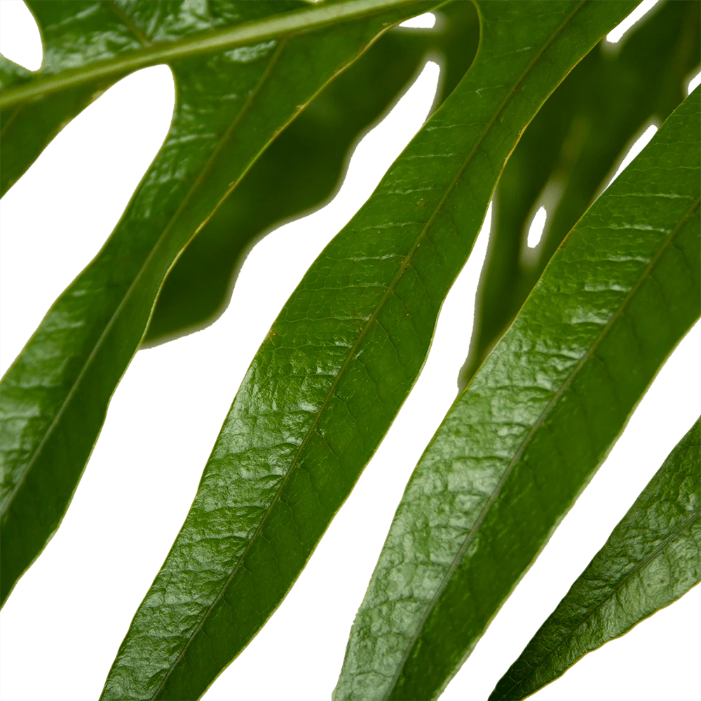 Aglaomorpha Jim - P37 H75 - Kamerplant - Afbeelding 3