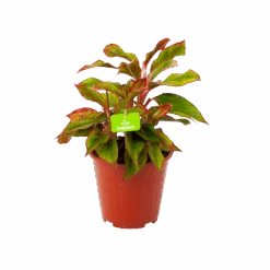 Aglaonema Light Star - P19 H35 - Kamerplant