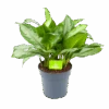 Aglaonema Silver Bay - P24 H60 - Kamerplant