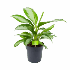 Aglaonema Silver Moon - P19 H50 - Kamerplant