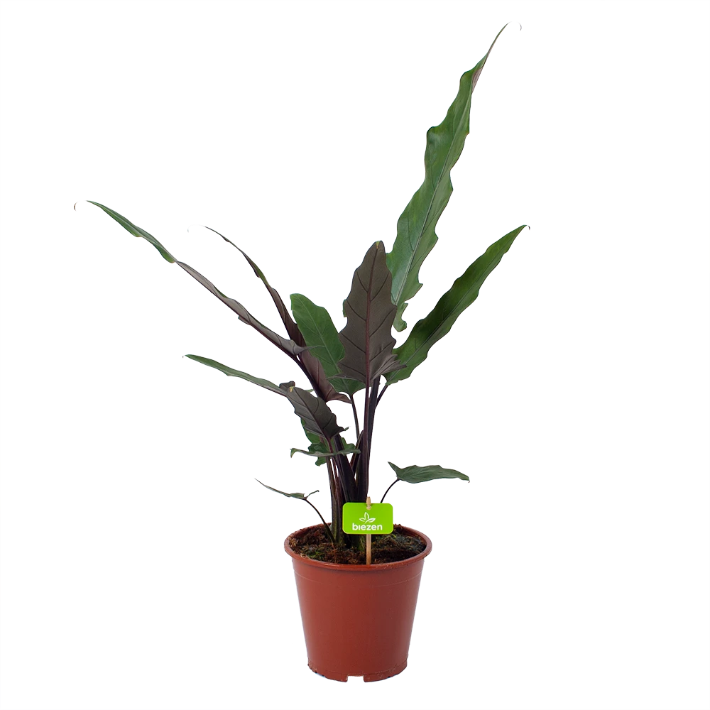 Alocasia Lauterbachiana - Olifantsoor - P19 H70 - Kamerplant