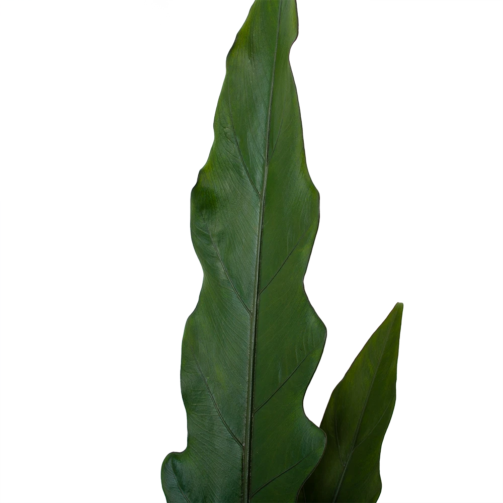 Alocasia Lauterbachiana - Olifantsoor - P19 H70 - Kamerplant - Afbeelding 4