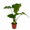 Alocasia Portodora - Olifantsoor - P21 H90 - Kamerplant