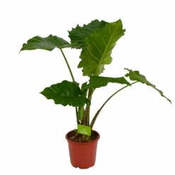 Alocasia Portodora - Olifantsoor - P21 H90 - Kamerplant
