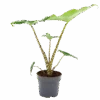 Alocasia Zebrina - Olifantsoor - P14 H40 - Kamerplant