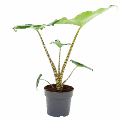 Alocasia Zebrina - Olifantsoor - P14 H40 - Kamerplant