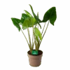 Alocasia Zebrina - Olifantsoor - P24 H90 - Kamerplant