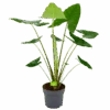 Alocasia Zebrina - Olifantsoor - P32 H120 - Kamerplant