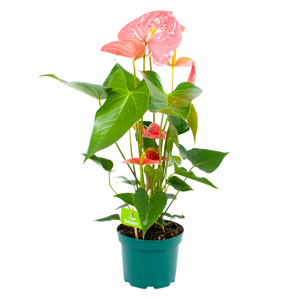 Anthurium Andreanum - Flamingoplant - P17 H70 Roze - Kamerplant