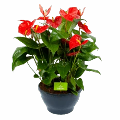 Anthurium Andreanum - Flamingoplant - P30 H80 Rood - Kamerplant