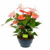 Anthurium Andreanum - Flamingoplant - P30 H80 Roze - Kamerplant