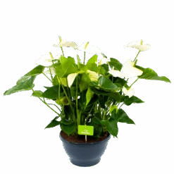 Anthurium Andreanum - Flamingoplant - P30 H80 Wit - Kamerplant