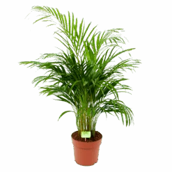 Areca - Goudpalm - P21 H100 - Kamerplant