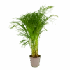 Areca - Goudpalm - P24 H120 - Kamerplant