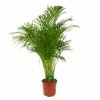 Areca - Goudpalm - P24 H140 - Kamerplant
