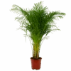 Areca - Goudpalm - P27 H180 - Kamerplant