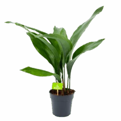 Aspidistra Elatior - Kwartjesplant - P15 H60 - Kamerplant