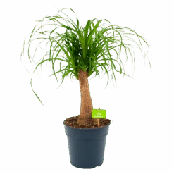Beaucarnea Recurvata - Op Stam - Olifantenpoot - P21 H60 - Kamerplant