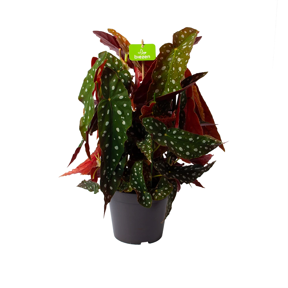 Bladbegonia Maculata - Stippenplant - P17 H35 - Kamerplant