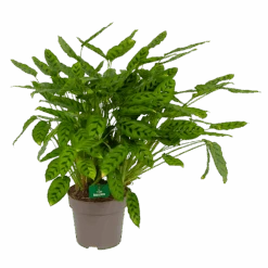 Calathea Leopardina - Schaduwplant - P27 H90 - Kamerplant