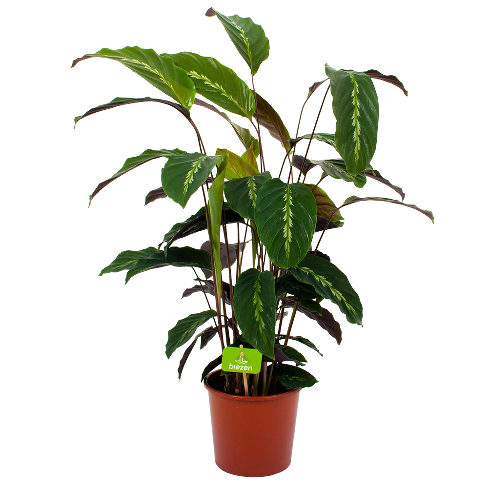 Calathea Maui Queen - Livingplant - P17 H70 - Kamerplant
