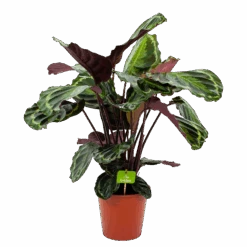 Calathea Medaillon - Schaduwplant - P19 H75 - Kamerplant