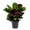 Calathea Medaillon - Schaduwplant - P27 H90 - Kamerplant