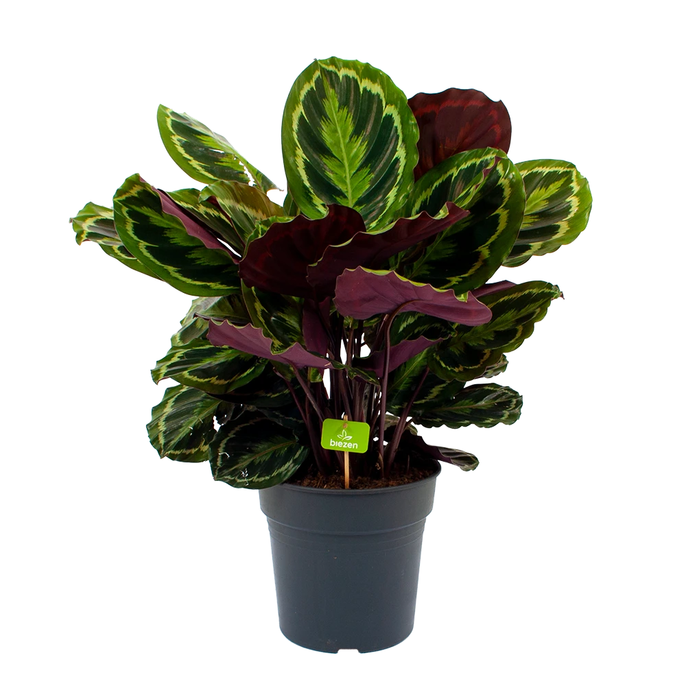 Calathea Medaillon - Schaduwplant - P27 H90 - Kamerplant