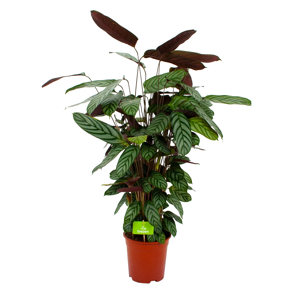 Calathea Oppenheimiana - Pauwenplant - P21 H105 - Kamerplant