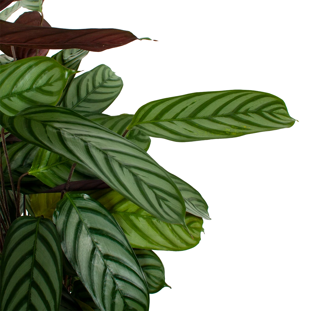 Calathea Oppenheimiana - Pauwenplant - P21 H105 - Kamerplant - Afbeelding 2