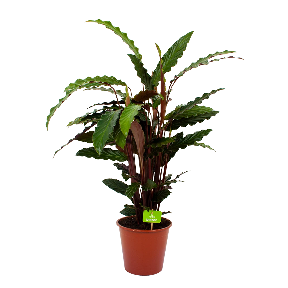 Calathea Rufibarba Wavestar - Pauwenplant - P19 H75 - Kamerplant
