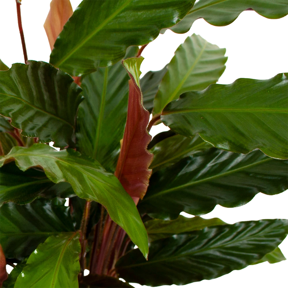 Calathea Rufibarba Wavestar - Pauwenplant - P19 H75 - Kamerplant - Afbeelding 2