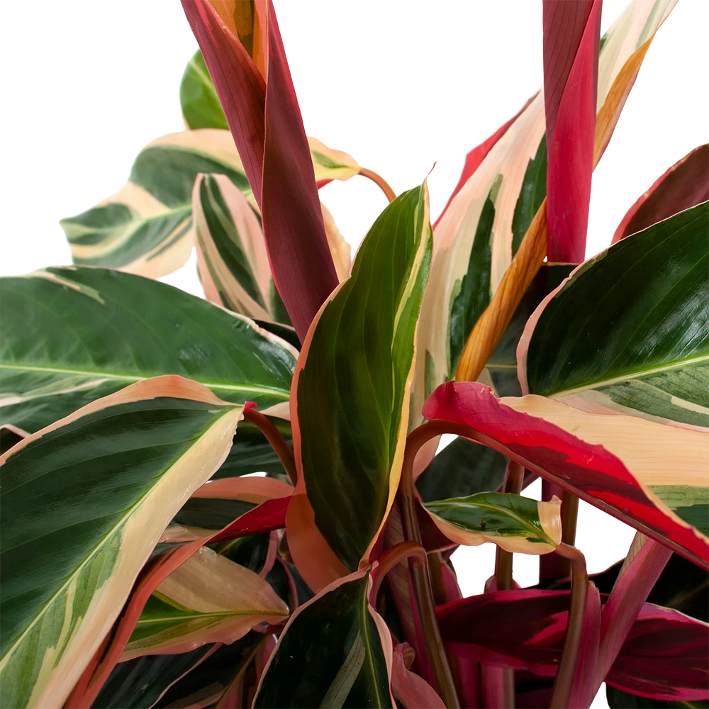 Calathea Stromante Triostar - Schaduwplant - P19 H60 - Kamerplant - Afbeelding 2