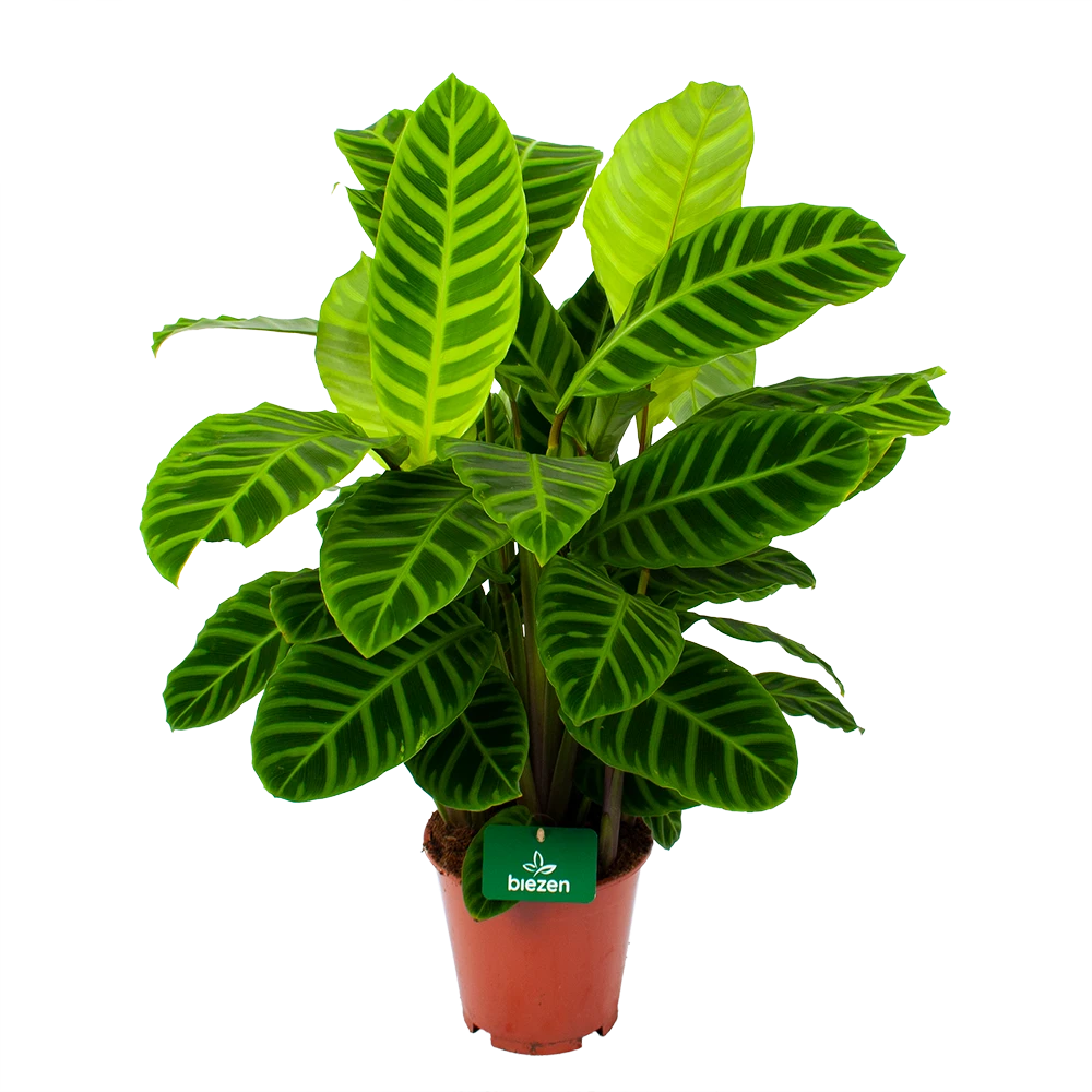 Calathea Zebrina - Livingplant - P19 H80 - Kamerplant