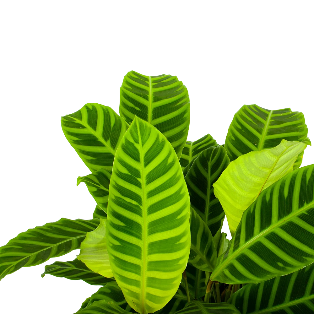 Calathea Zebrina - Livingplant - P19 H80 - Kamerplant - Afbeelding 2