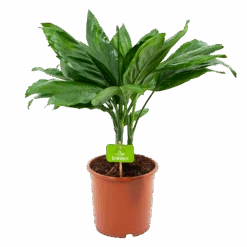 Chamaedorea Metallica Bergpalm - P17 H50 - Kamerplant