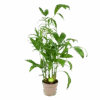 Chamaedorea Seifrizii - Bergpalm - P24 H100 - Kamerplant