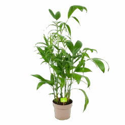 Chamaedorea Seifrizii - Bergpalm - P24 H100 - Kamerplant