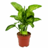 Dieffenbachia Seguine 'Reeva' - P24 H90 - Kamerplant